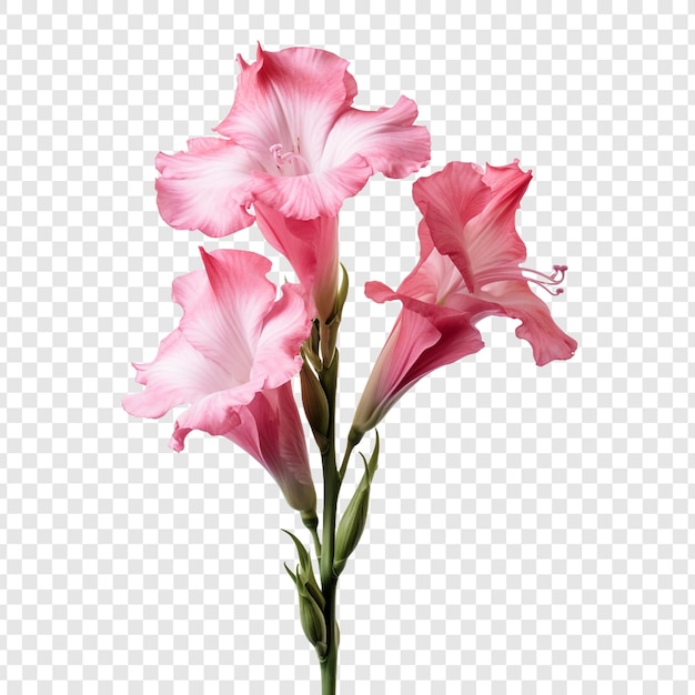 PSD flor de gladiolo aislada sobre un fondo transparente