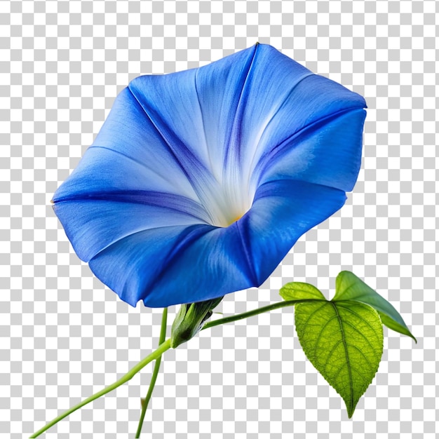 PSD la flor de la gloria azul de la mañana aislada sobre un fondo transparente