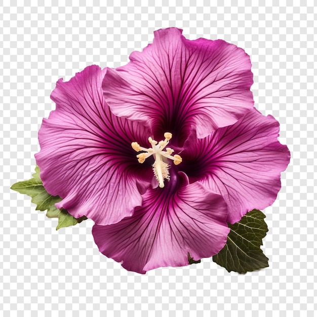 PSD flor de gloxinia aislada sobre fondo transparente