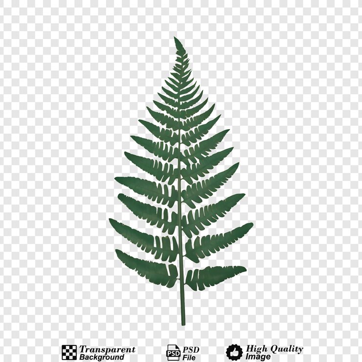 PSD la flor del helecho png aislada sobre un fondo transparente