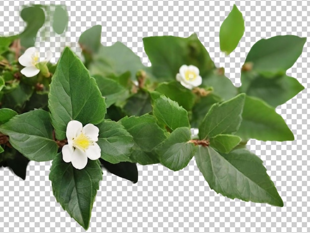 PSD flor de helecho png aislado en fondo transparente