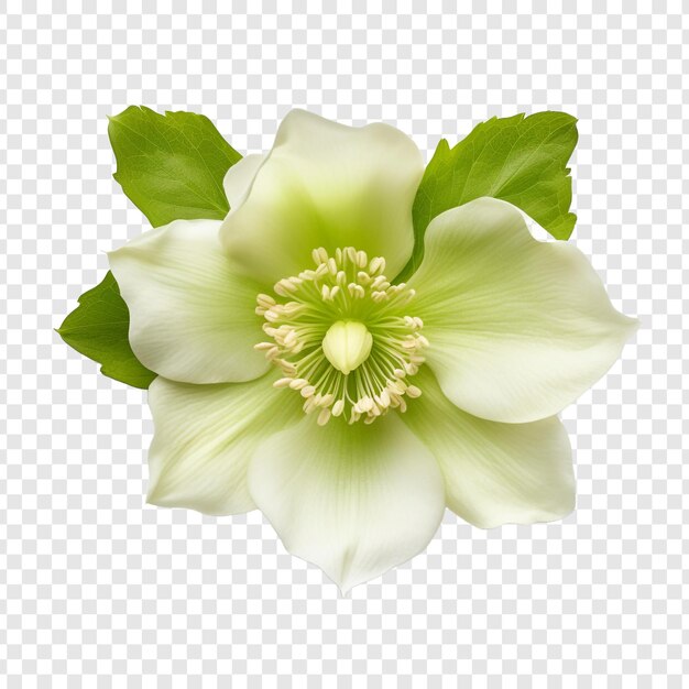 PSD flor helleborus isolada em fundo transparente