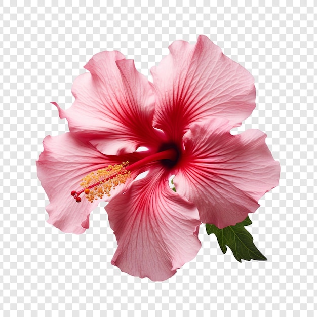 PSD flor de hibisco aislada sobre un fondo transparente