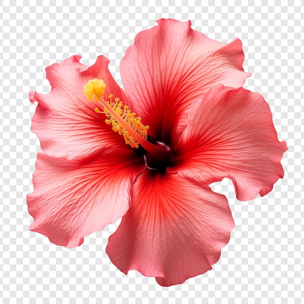 La flor del hibisco al atardecer aislada sobre un fondo transparente