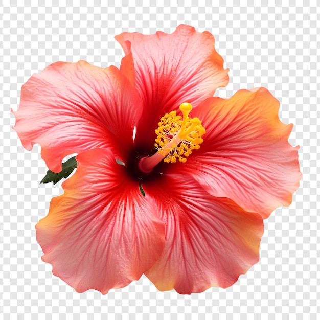 PSD la flor del hibisco al atardecer aislada sobre un fondo transparente