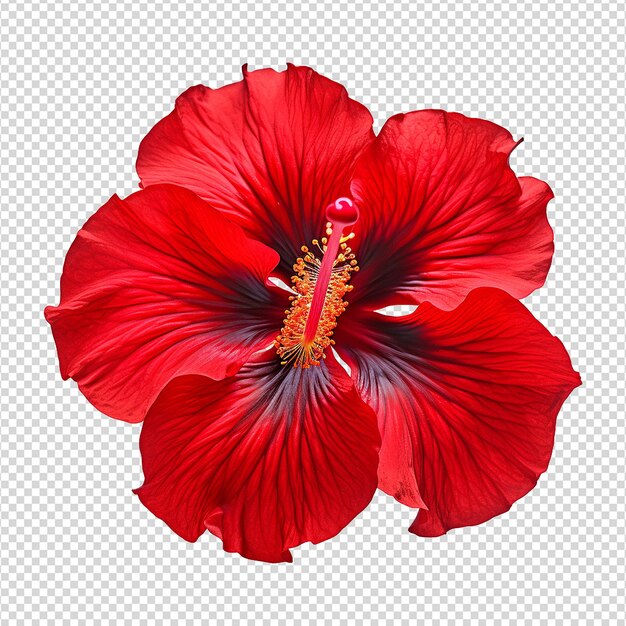 PSD flor de hibisco roja aislada sobre un fondo transparente