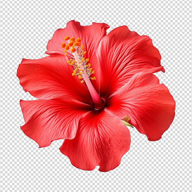 Flor de hibisco roja aislada sobre un fondo transparente