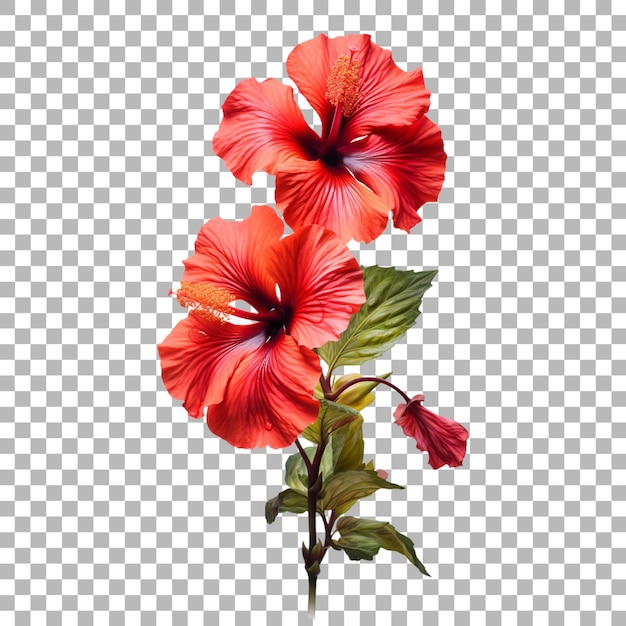 PSD una flor con hibisco rojo en el fondo
