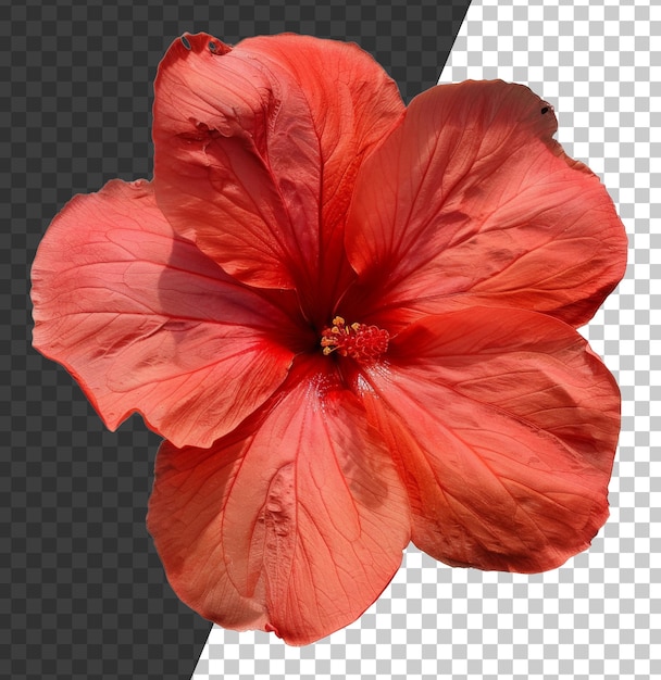 Flor de hibisco rojo vívido con pétalos delicados en un fondo transparente