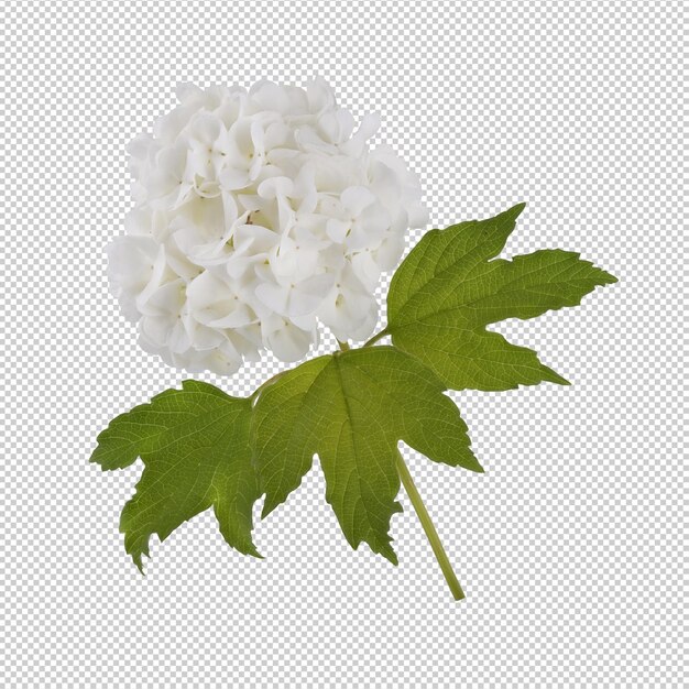 PSD flor de hortensia blanca aislada