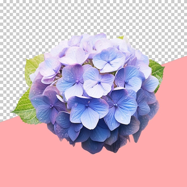 PSD flor de hortensia objeto aislado fondo transparente