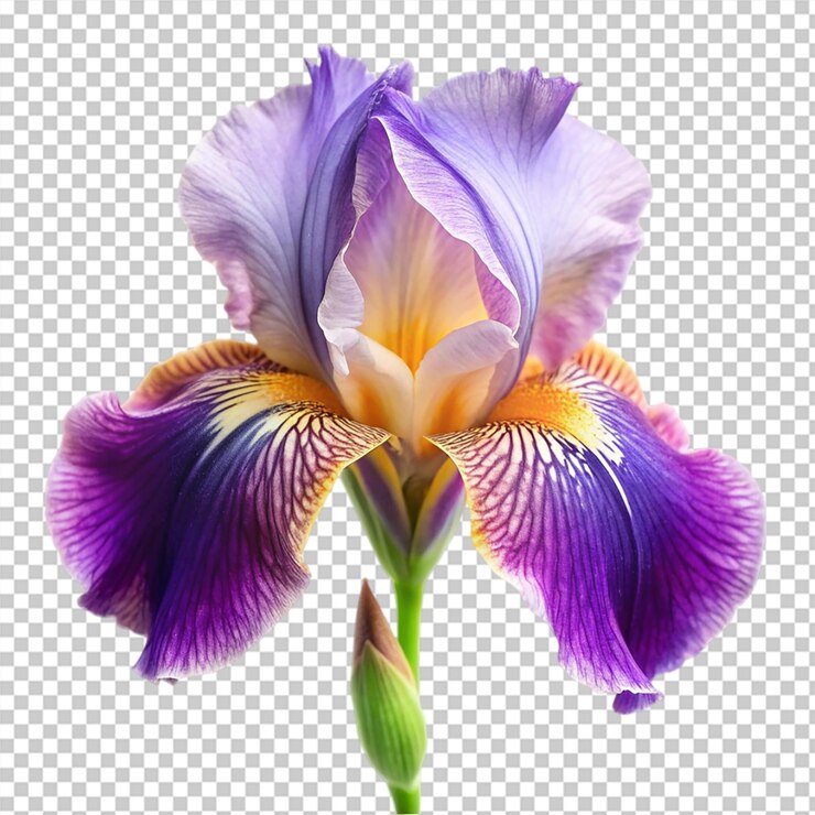 PSD flor de iris aislada sobre un fondo transparente