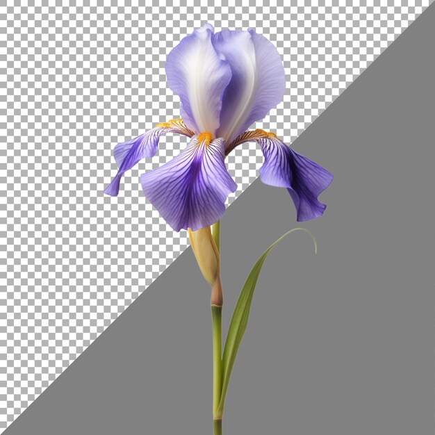 Flor de iris en un fondo transparente generado por ai