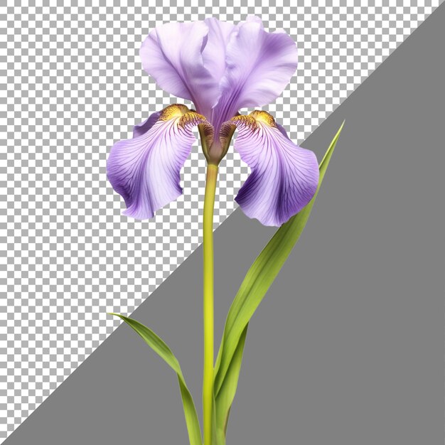 PSD flor de iris en un fondo transparente generado por ai