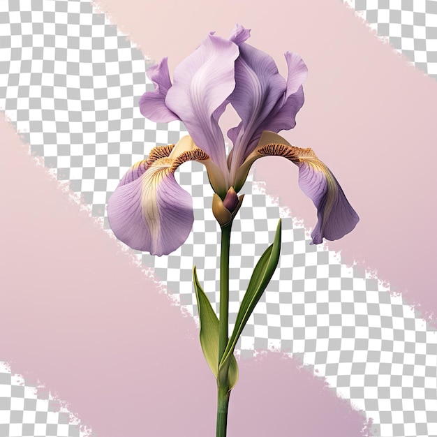 PSD la flor del iris en un fondo transparente