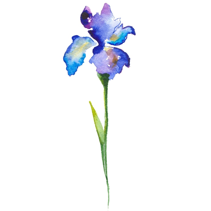 PSD flor de iris pintada con acuarela elementos de diseño de flores dibujados a mano aislados sobre fondo blanco