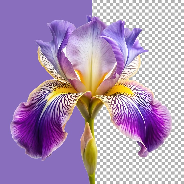 Flor de iris púrpura vibrante con un fondo transparente