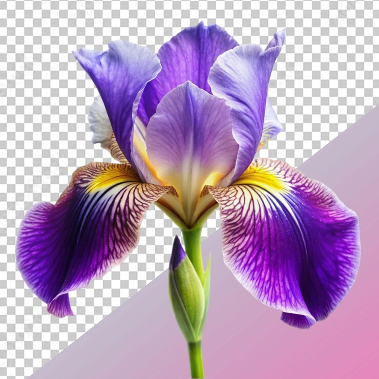 PSD flor de iris
