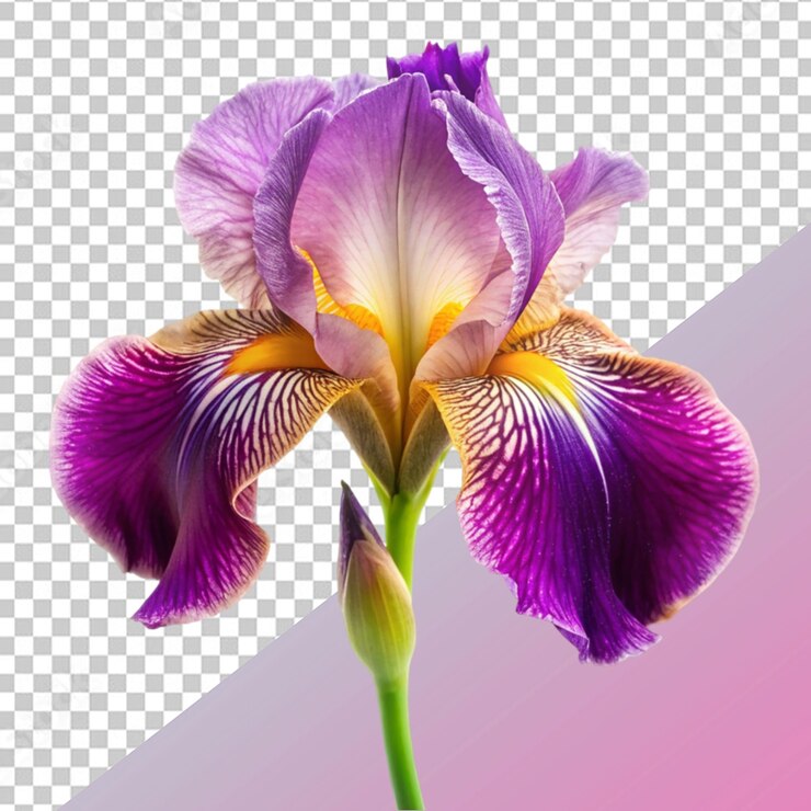 PSD la flor del iris