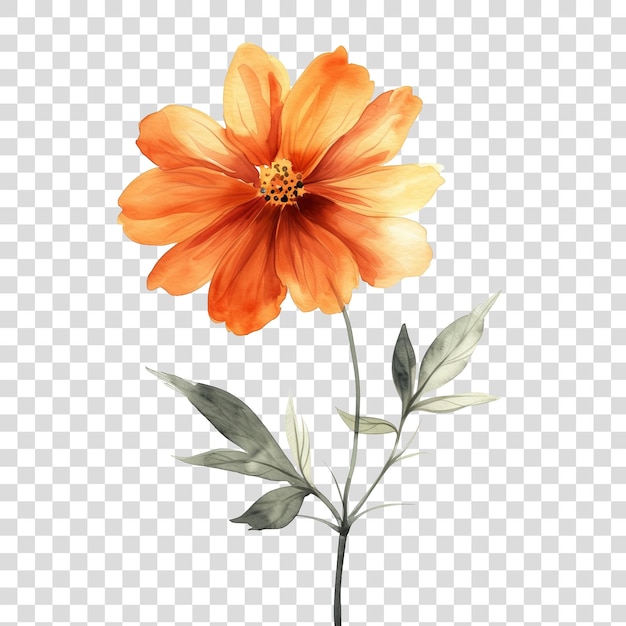 PSD flor isolada em fundo transparente png