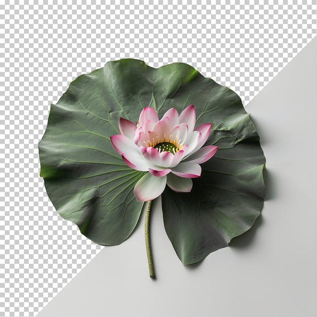 PSD flor isolada em fundo transparente
