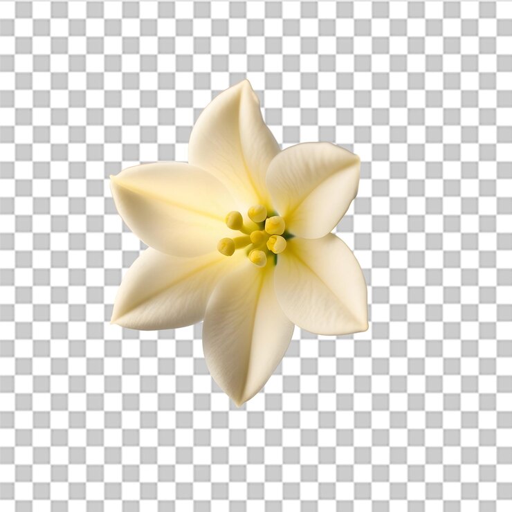 PSD la flor de jazmín de invierno aislada sobre un fondo transparente