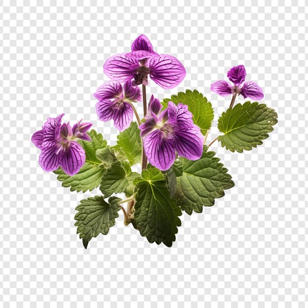 PSD flor de lamium aislada sobre fondo transparente