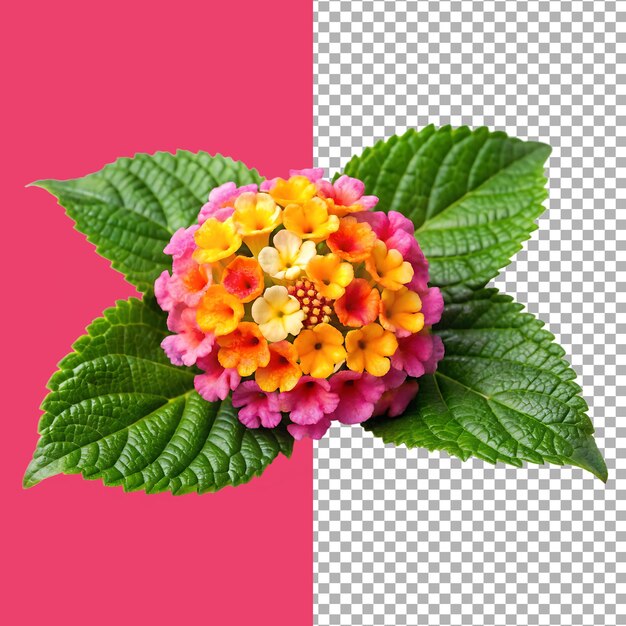 La flor de la lantana con flores coloridas y hojas verdes