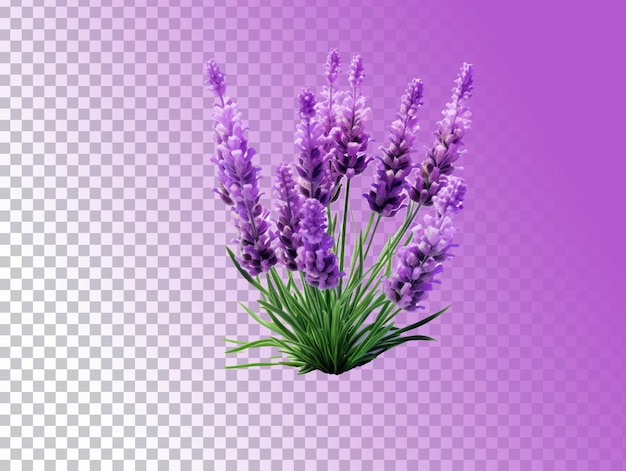 Flor de lavanda aislada