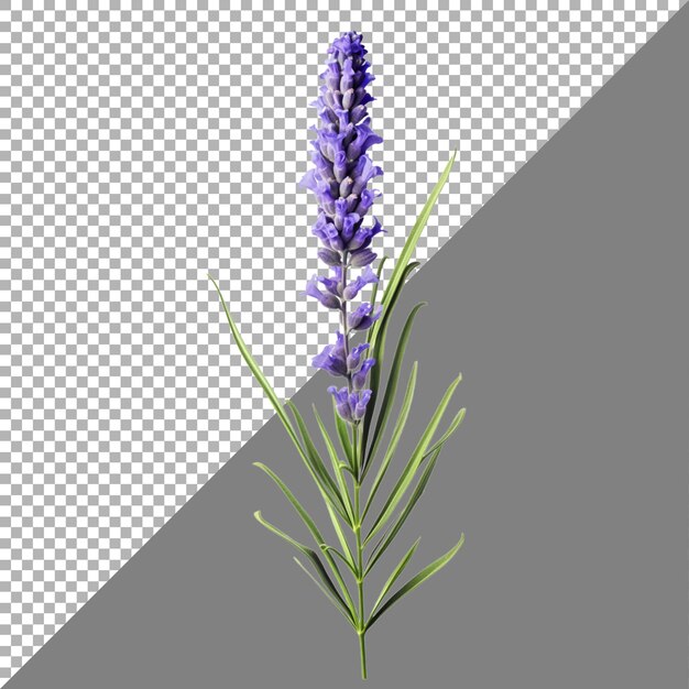 PSD flor de lavanda en un fondo transparente generado por ai