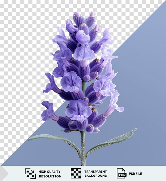 PSD flor de lavanda única aislada en un fondo de cielo azul