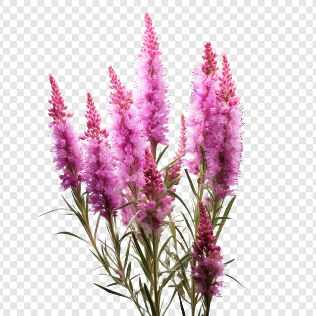 PSD flor de liatris aislada sobre fondo transparente