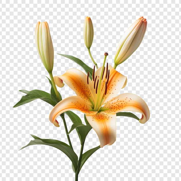 Flor lilium isolada em fundo transparente