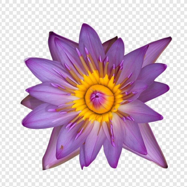 Flor de lirio de agua png aislado en fondo transparente psd premium