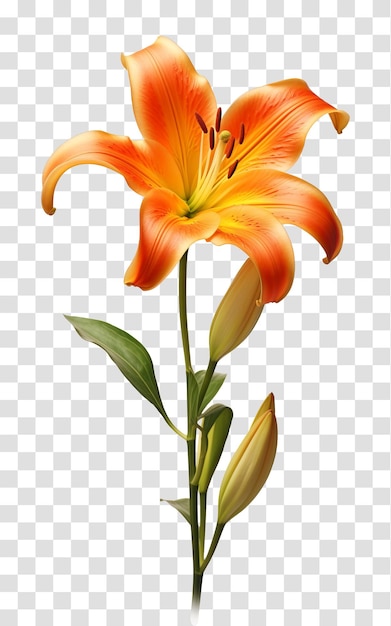 Flor de lirio aislada sobre un fondo transparente png