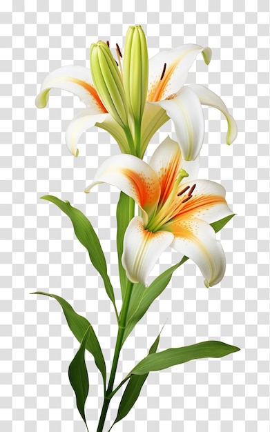 Flor de lirio aislada sobre un fondo transparente png