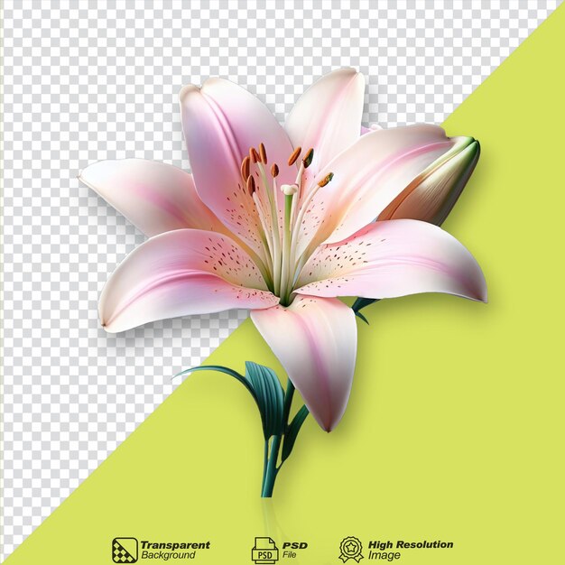 PSD la flor de lirio aislada sobre un fondo transparente