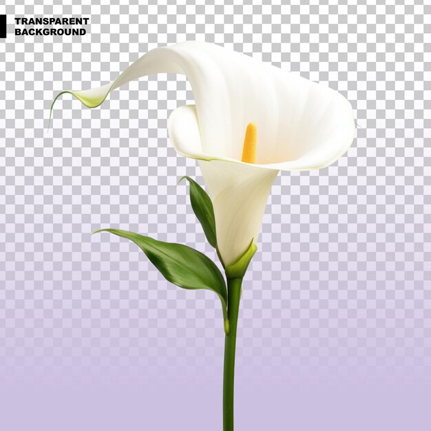 Flor de lirio de calla aislada sobre un fondo transparente