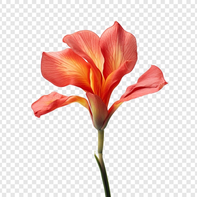 La flor de lirio de canna aislada sobre un fondo transparente