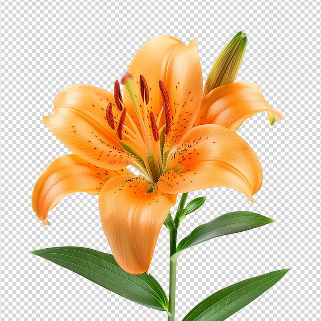 PSD la flor de lirio naranja aislada en un fondo transparente png