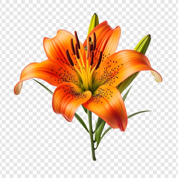 PSD la flor de lirio tigre png aislada en un fondo transparente