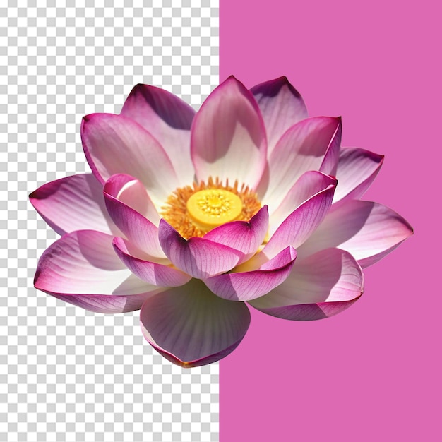 La flor de loto aislada sobre un fondo transparente