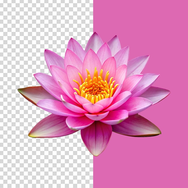 La flor de loto aislada sobre un fondo transparente