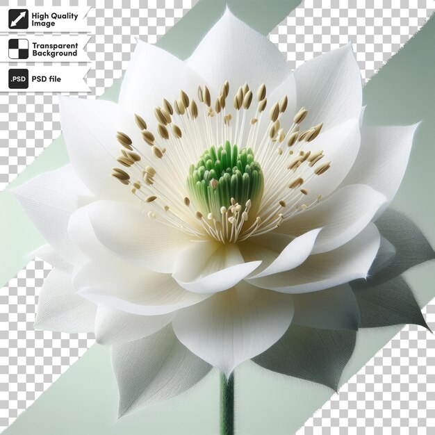 PSD flor de loto blanco en un fondo transparente