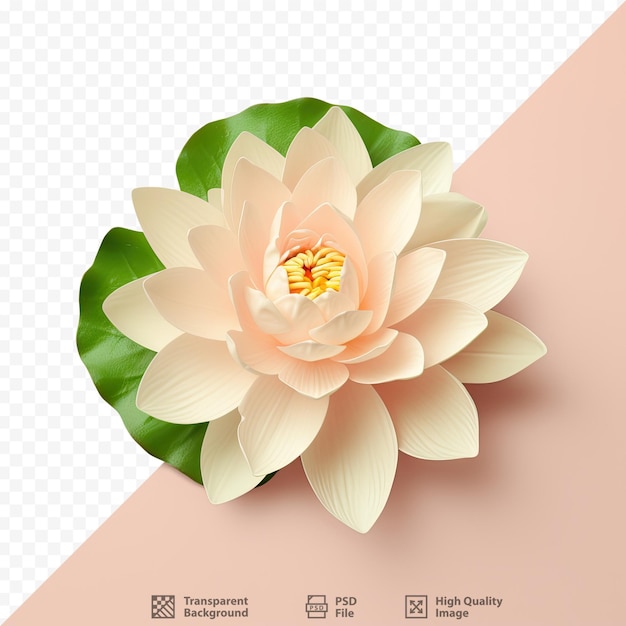 Una flor de loto rosa con una flor amarilla.