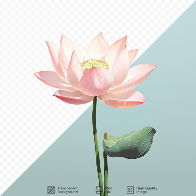 PSD flor de loto sobre fondo transparente