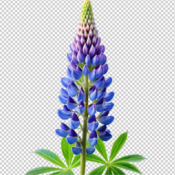 PSD la flor del lupino es de color azul púrpura aislado sobre un fondo transparente