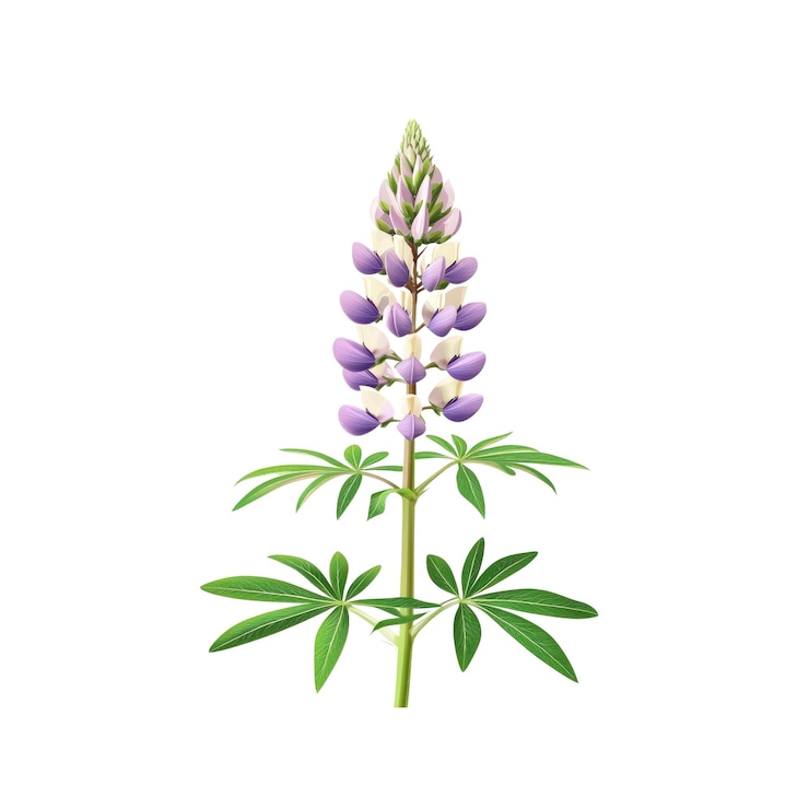 PSD la flor de lupino púrpura y blanca aislada sobre un fondo blanco