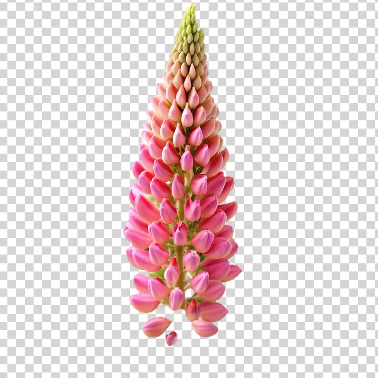 PSD flor de lupino rosa aislada sobre un fondo transparente