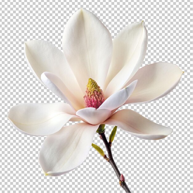 Flor de magnolia sobre un fondo transparente